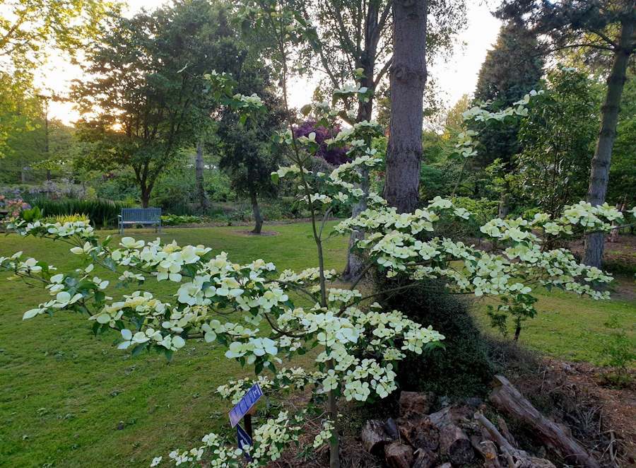 Cornus 'Venus' at Bluebell Arboretum and Nursery